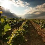Los vinos uruguayos una herencia especial que se consolida