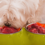 Alimentos para perros de alta calidad