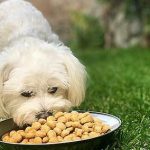 Tips para elegir alimento para perros en función de sus necesidades nutricionales
